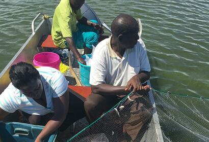 Fish study lake victoria