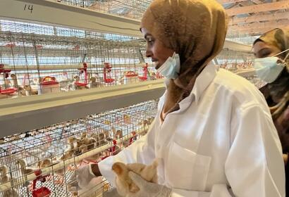 2 women picking up baby chicks inside a long farmhouse full of chickens