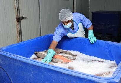 Somali National Fishing Company staff member placing fish into a container of ice