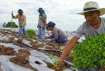 Chile Peper Sawing